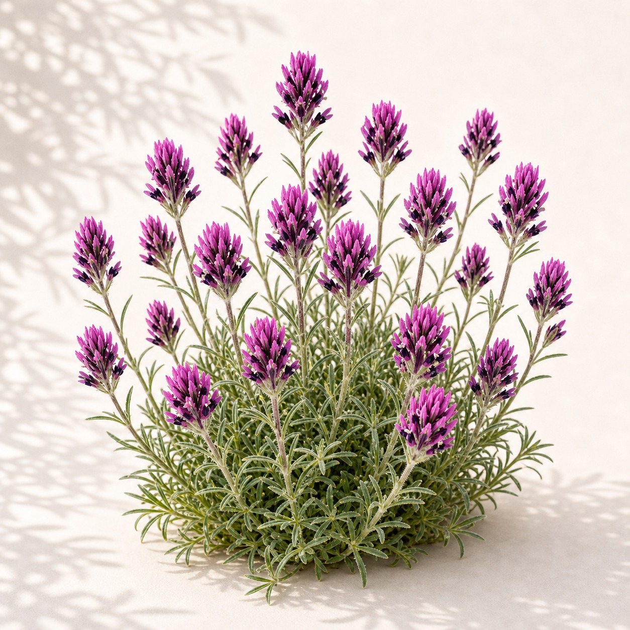 Purple Owl's Clover Seeds - 100 seeds - Image 3