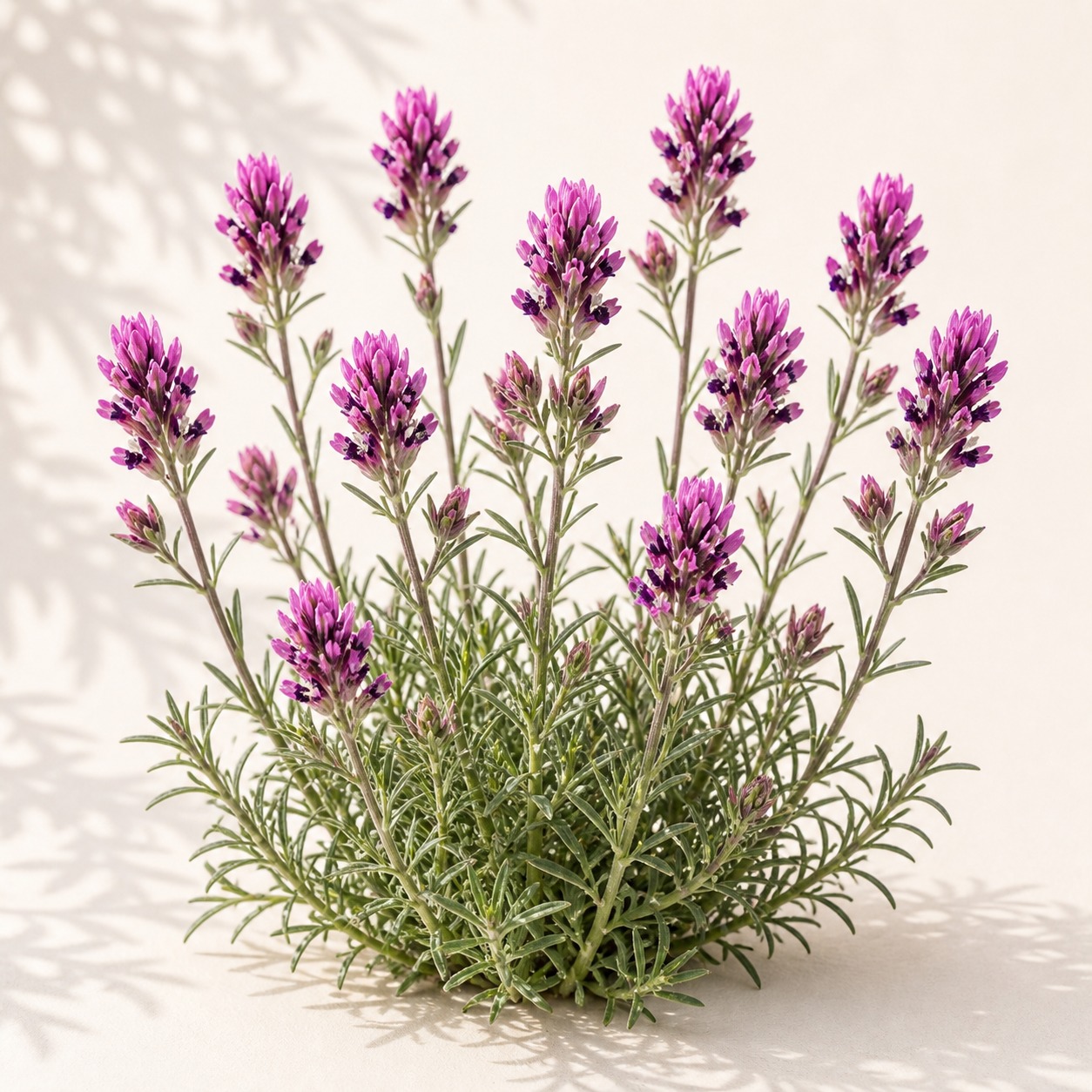 Purple Owl's Clover Seeds - 100 seeds