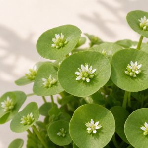 Native Miner's Lettuce Seeds - 100 seeds - Nuptial Co. Seeds seeds - 100 seeds, Partial shade to full sun in cool seasons...