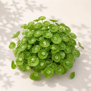 Native Miner's Lettuce Seeds - 100 seeds - Nuptial Co. Seeds seeds - 100 seeds, Partial shade to full sun in cool seasons...