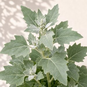 Fat Hen Seeds - 100 seeds - Nuptial Co. Seeds seeds - 100 seeds, Full sun to light shade - 100 seeds / Full sun to light s...