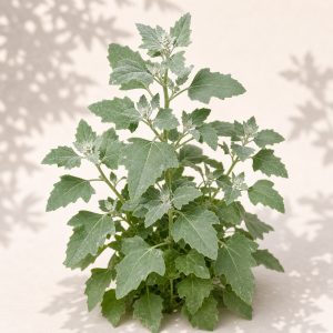 Fat Hen Seeds - 100 seeds