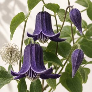 Witches Hat Clematis Seeds - 10 seeds - Nuptial Co. Seeds seeds - 10 seeds, Full sun to partial shade - 10 seeds / Full su...