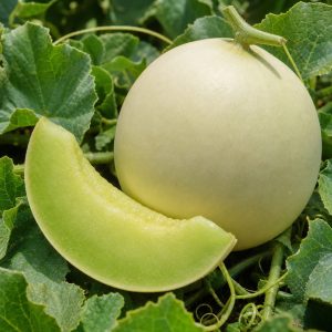 Green Flesh Honeydew Melon Seeds - 100 seeds