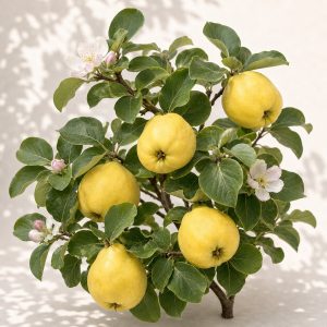 Quince Fruit Tree Seeds - 10 seeds