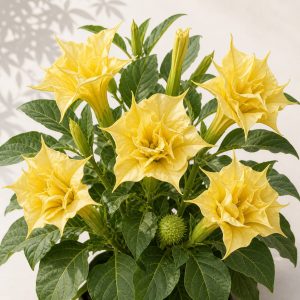 Yellow Devil's Trumpet Flower Seeds - 10 seeds