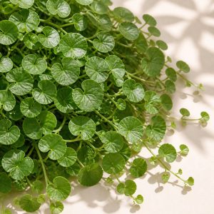 Dichondra Repens Ground Cover Seeds - 1000 seeds - Nuptial Co. Seeds seeds - Approx. 1000 coated seeds, Full sun to part s...