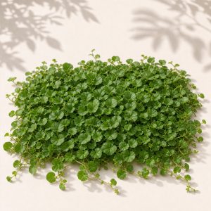 Dichondra Repens Ground Cover Seeds - 1000 seeds - Nuptial Co. Seeds seeds - Approx. 1000 coated seeds, Full sun to part s...