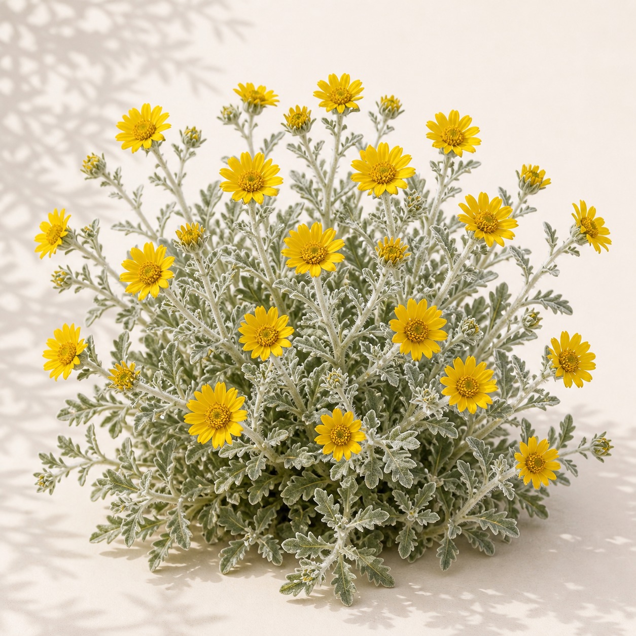 Brittlebrush Seeds - 50 seeds - Image 3