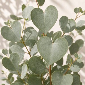 Heart Leaf Eucalyptus Seeds - 10 seeds - Nuptial Co. Seeds seeds - 10 seeds, Bright light to full sun - 10 seeds / Bright...