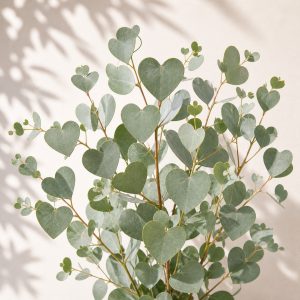 Heart Leaf Eucalyptus Seeds - 10 seeds - Nuptial Co. Seeds seeds - 10 seeds, Bright light to full sun - 10 seeds / Bright...