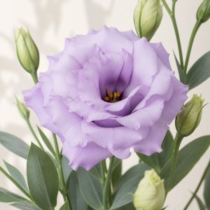 ABC Lavender Lisianthus Seeds - 20 pelleted seeds - Nuptial Co. Seeds seeds - 20 pelleted seeds, Full sun - 20 pelleted se...