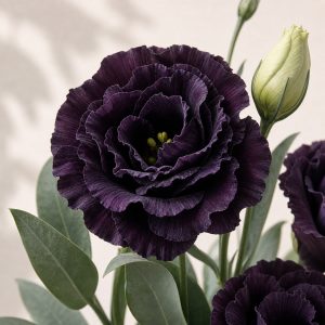 Black Pearl Roseanne Lisianthus Seeds - 20 pelleted seeds - Nuptial Co. Seeds seeds - 20 pelleted seeds, Full sun - 20 pel...