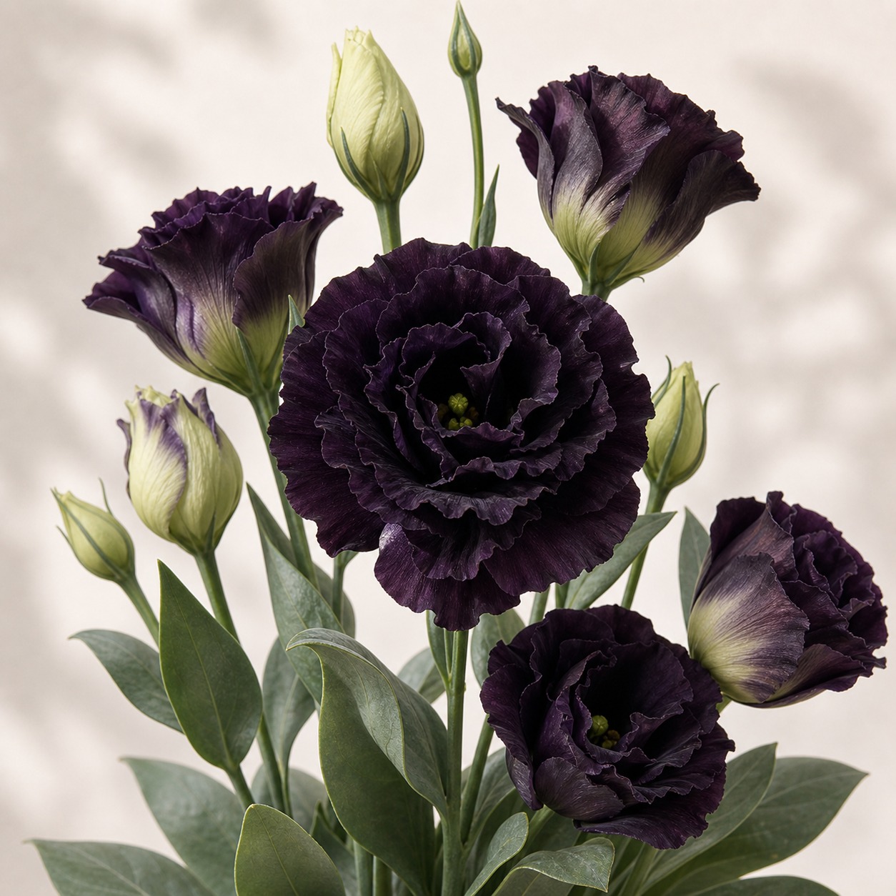 Black Pearl Roseanne Lisianthus Seeds - 20 pelleted seeds - Nuptial Co. Seeds seeds - 20 pelleted seeds, Full sun - 20 pel...