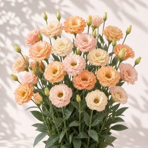 Super Magic Apricot Lisianthus Seeds - 20 pelleted seeds