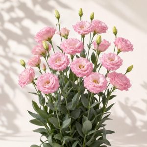 Celebrity Mimi Pink Lisianthus Seeds - 20 pelleted seeds