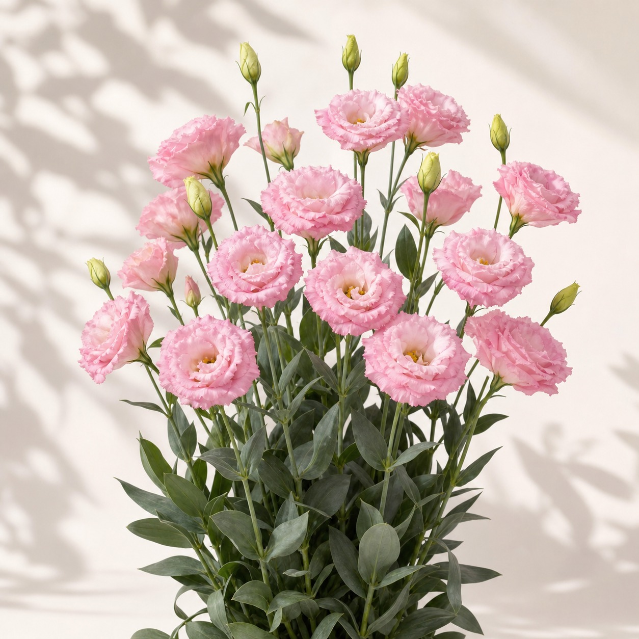 Celebrity Mimi Pink Lisianthus Seeds - 20 pelleted seeds