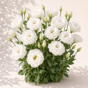 Celebrity Crystal Lisianthus Seeds - 20 pelleted seeds