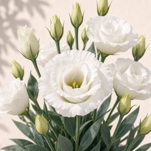 White Croma II Lisianthus Seeds - 20 pelleted seeds - Nuptial Co. Seeds seeds - 20 pelleted seeds, Full sun - 20 pelleted...