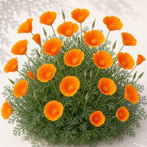 California Poppy Seeds - 200 seeds