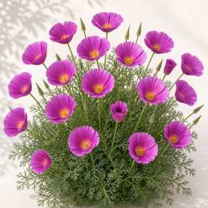 Purple Gleam California Poppy Seeds - 200 seeds