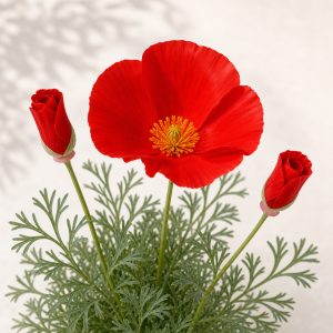 Bulk Red Chief California Poppy Seeds - 500 seeds - Nuptial Co. Seeds seeds - Approx. 500 seeds, Full sun - Approx. 500 se...