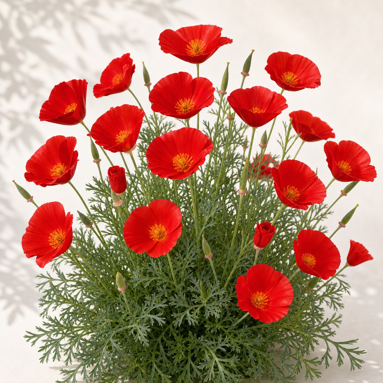 Bulk Red Chief California Poppy Seeds - 500 seeds