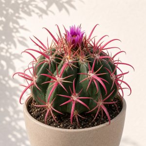 Devil's Tongue Barrel Cactus Seeds - 10 seeds