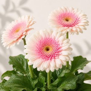 Double Milkshake Joybera Gerbera Daisy Seeds - 5 coated seeds