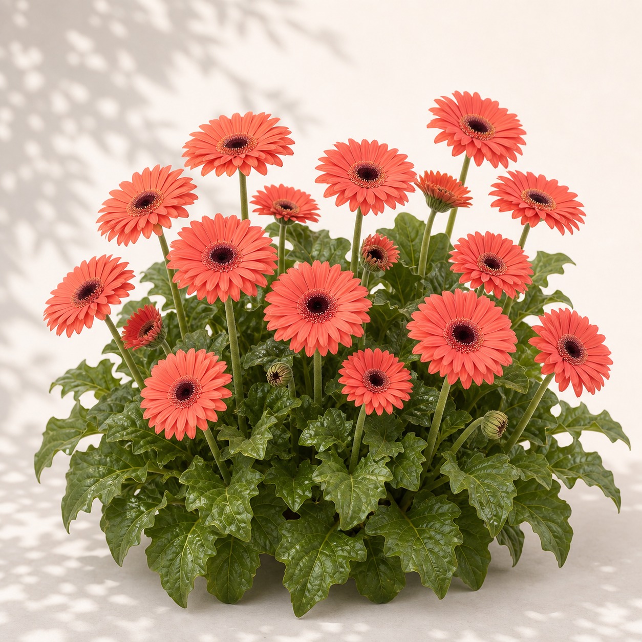 Joybera Coral Dark Eye Gerbera Daisy Seeds - 5 coated seeds - Image 3