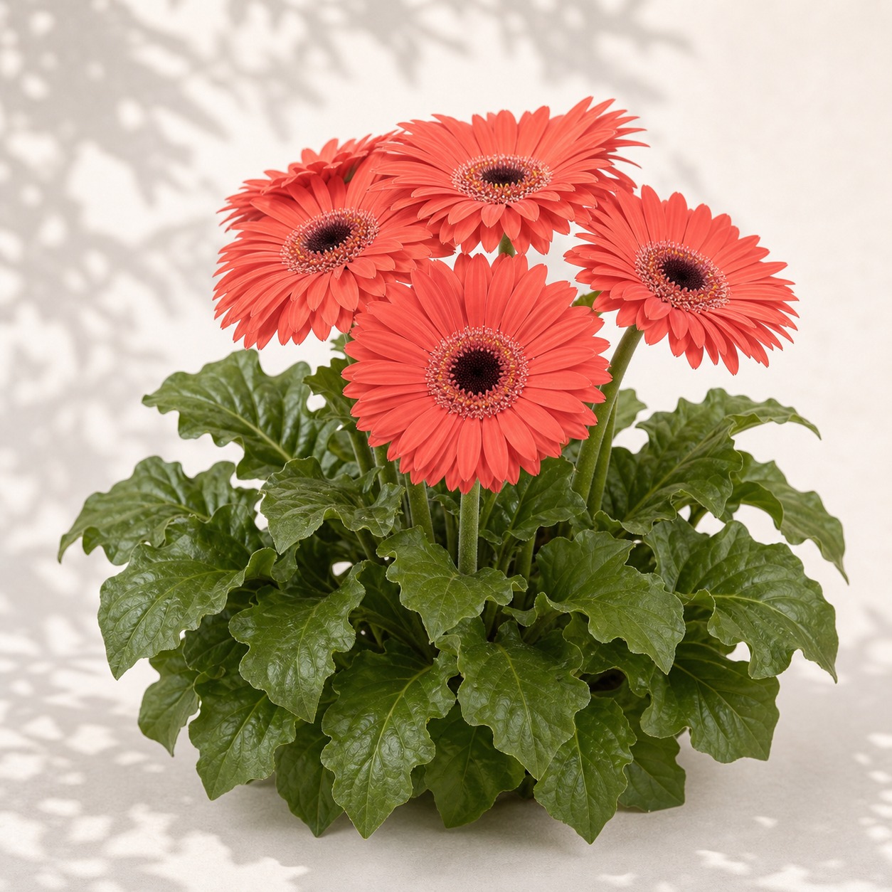 Joybera Coral Dark Eye Gerbera Daisy Seeds - 5 coated seeds
