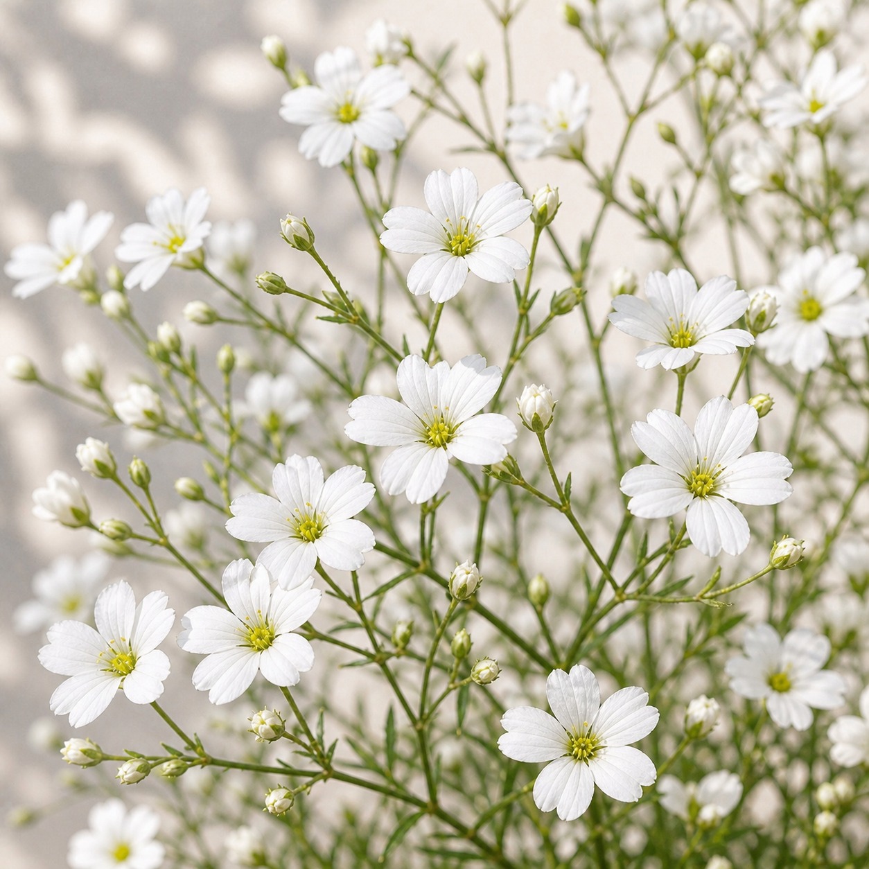 Showy Baby's Breath Seeds - 500 seeds - Image 2
