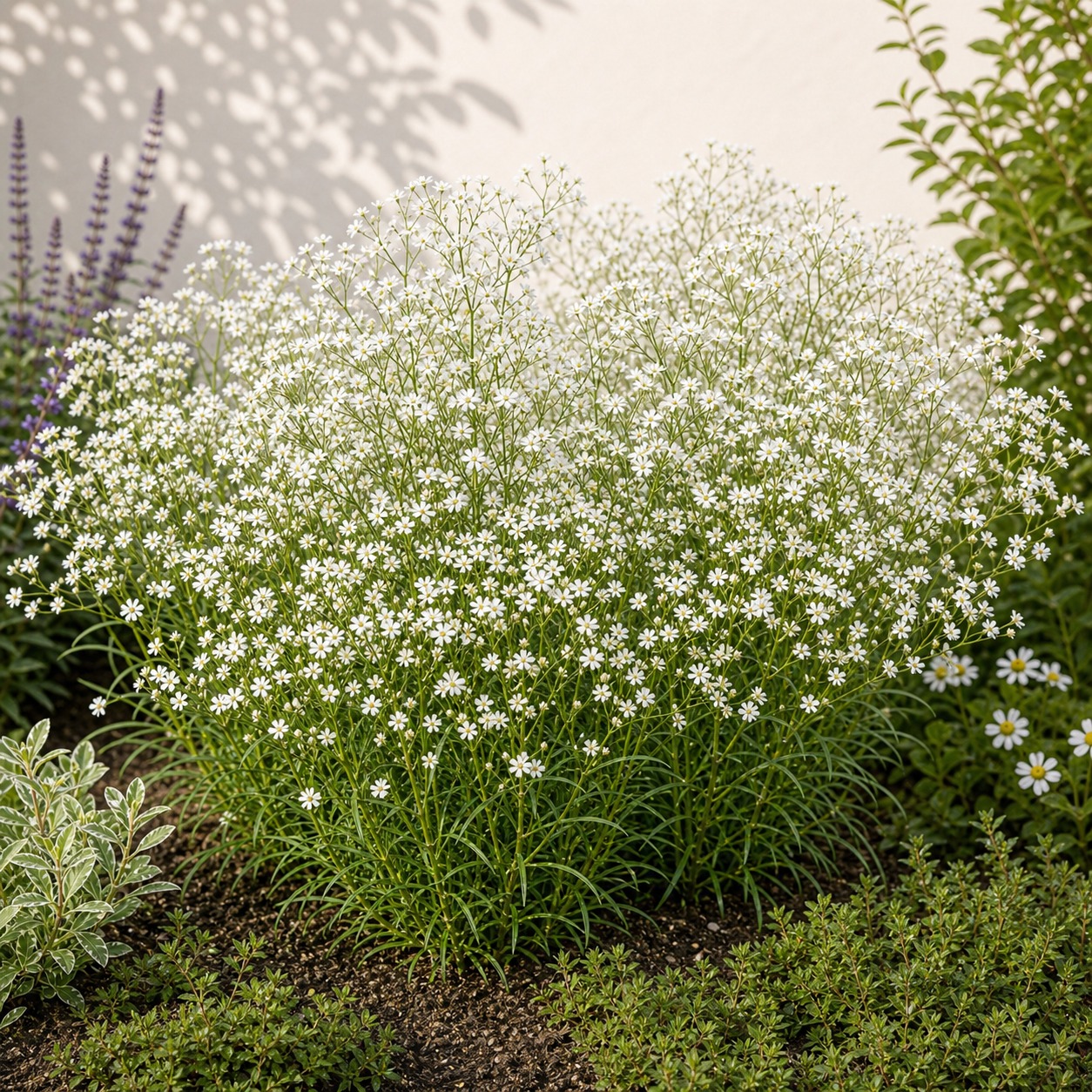 Showy Baby's Breath Seeds - 500 seeds - Image 3