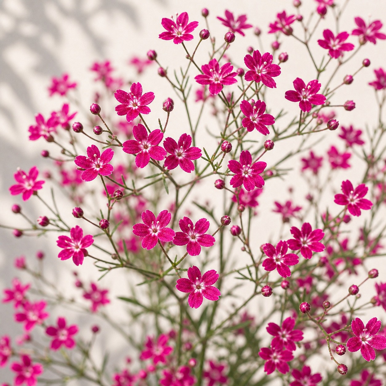 Deep Carmine Baby's Breath Seeds - 100 seeds - Image 2