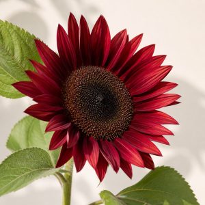 Pro Cut Red Sunflower Seeds - 20 seeds - Nuptial Co. Seeds seeds - 20 seeds, Full sun - 20 seeds / Full sun