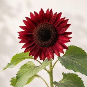Pro Cut Red Sunflower Seeds - 20 seeds