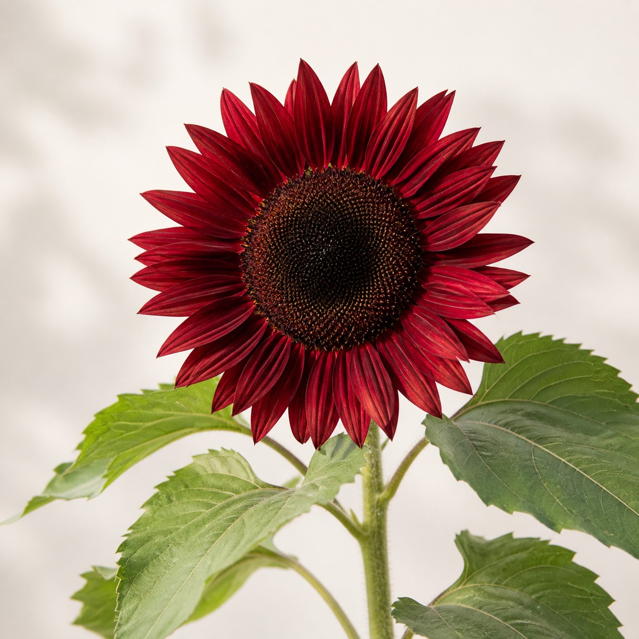 Pro Cut Red Sunflower Seeds - 20 seeds