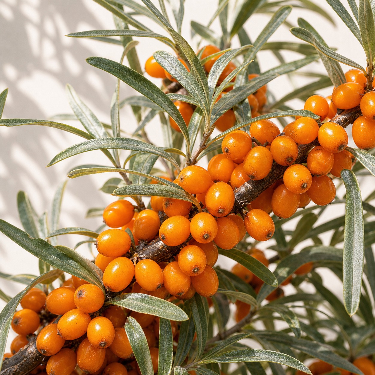 Sea Buckthorn Seeds - 100 seeds - Image 2