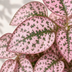 Pink Polka Dot Plant Seeds - 10 seeds - Nuptial Co. Seeds seeds - 10 seeds, Bright indirect light indoors; partial shade o...