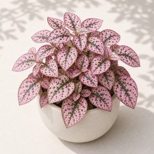 Pink Polka Dot Plant Seeds - 10 seeds - Nuptial Co. Seeds seeds - 10 seeds, Bright indirect light indoors; partial shade o...