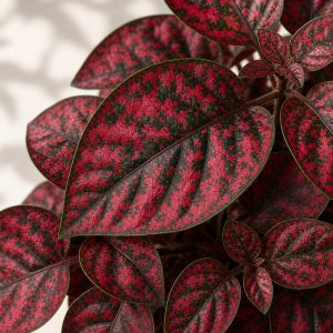 Red Polka Dot Plant Seeds - 10 seeds - Nuptial Co. Seeds seeds - 10 seeds, Bright indirect light indoors; partial shade ou...