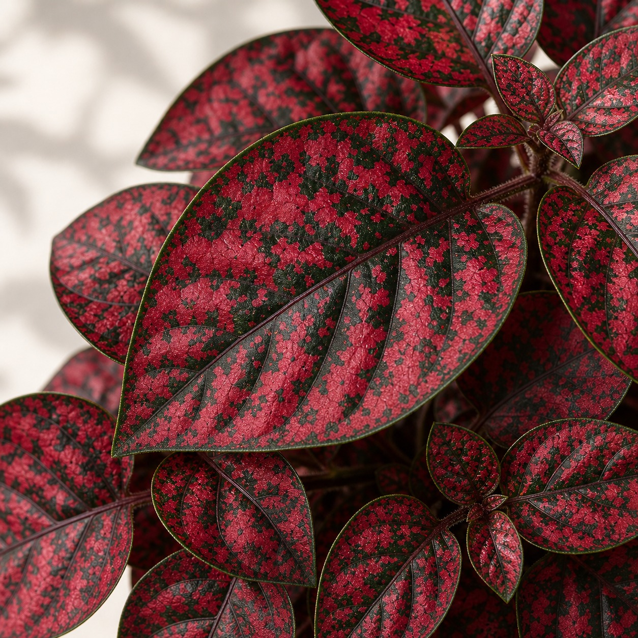 Red Polka Dot Plant Seeds - 10 seeds - Nuptial Co. Seeds seeds - 10 seeds, Bright indirect light indoors; partial shade ou...