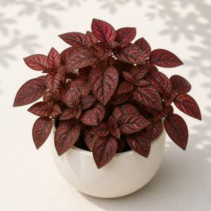 Red Polka Dot Plant Seeds - 10 seeds - Nuptial Co. Seeds seeds - 10 seeds, Bright indirect light indoors; partial shade ou...