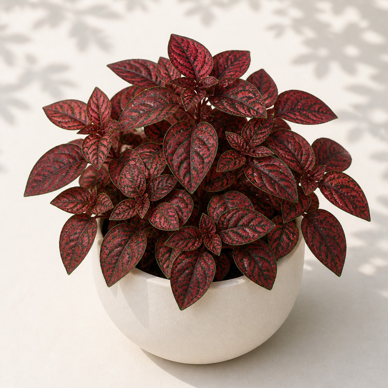 Red Polka Dot Plant Seeds - 10 seeds - Nuptial Co. Seeds seeds - 10 seeds, Bright indirect light indoors; partial shade ou...