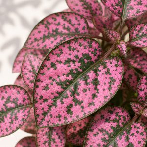 Rose Polka Dot Plant Seeds - 10 seeds - Nuptial Co. Seeds seeds - 10 seeds, Bright indirect light indoors; partial shade o...