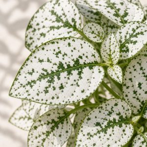 White Polka Dot Plant Seeds - 10 seeds - Nuptial Co. Seeds seeds - 10 seeds, Bright indirect light indoors; partial shade...