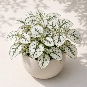 White Polka Dot Plant Seeds - 10 seeds - Nuptial Co. Seeds seeds - 10 seeds, Bright indirect light indoors; partial shade...