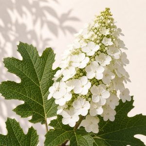 Oak Leaf Hydrangea Seeds - 100 seeds - Nuptial Co. Seeds seeds - 100 seeds, Part shade to full shade; morning sun is ideal...