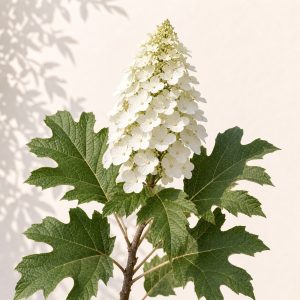 Oak Leaf Hydrangea Seeds - 100 seeds