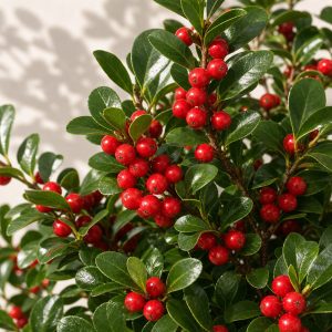 Yaupon Holly Seeds - 25 seeds - Nuptial Co. Seeds seeds - 25 seeds, Full sun to partial shade - 25 seeds / Full sun to par...